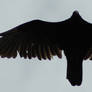 Vulture Silhouette 3