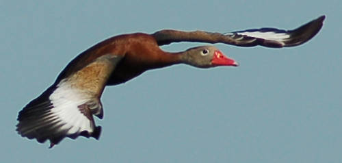 Black-bellied Whistling Duck 3