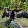 Anhinga 1