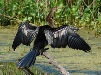 Anhinga 1