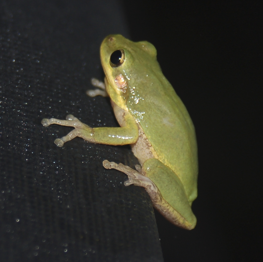 Green Tree Frog 2