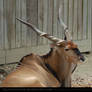 Giant Eland 2