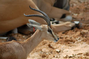 Gazelle Headshot