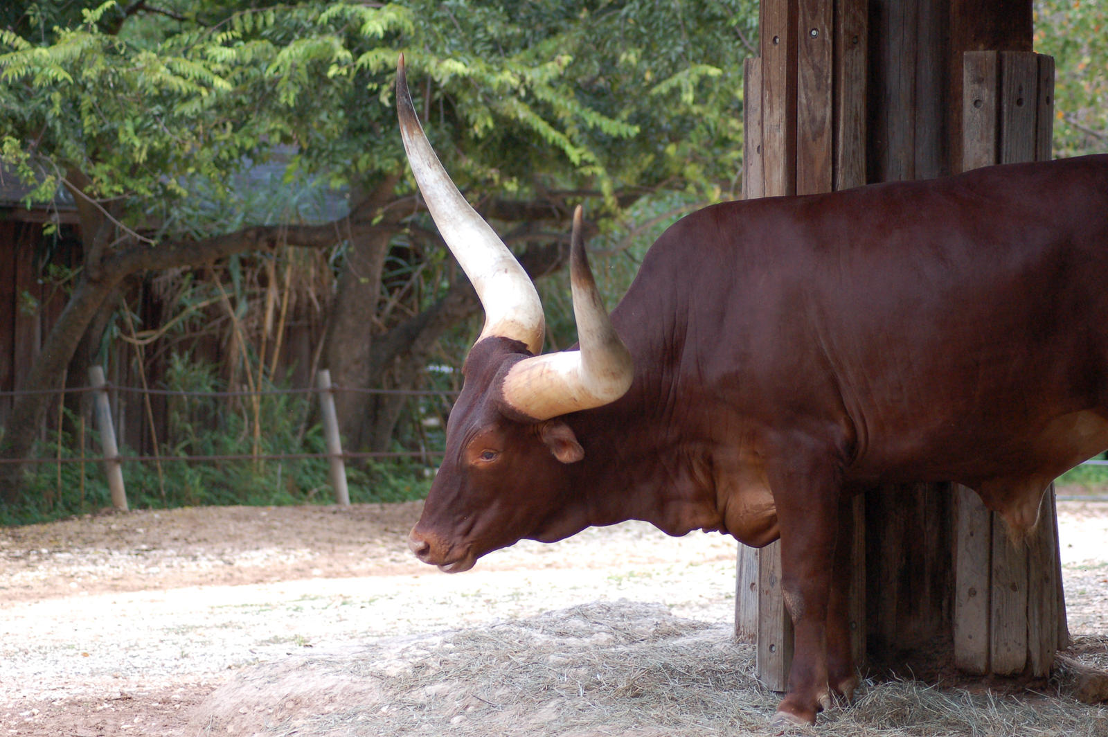 Ankole 5