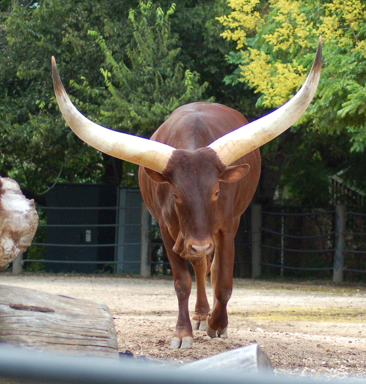 Ankole 8 by SalsolaStock on DeviantArt