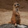 Meercat 4