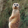 Meercat 12