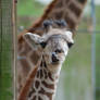 Cheeky Baby Giraffe 9