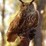 Eurasion Eagle Owl 2