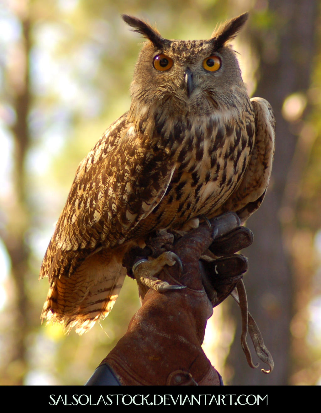 Eurasion Eagle Owl 2