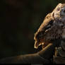 Western Screech Owl 3