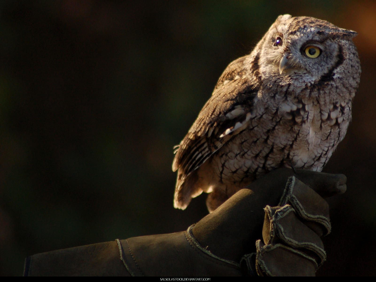 Western Screech Owl 3