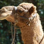 Camel Head 01
