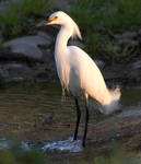 Cattle Egret by SalsolaStock