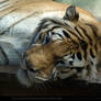 Bengal Tiger 6