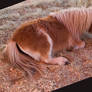 Resting Pony