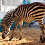 Zebra Foal 2