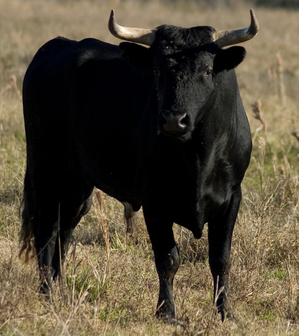 Black Bull 1