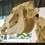 Horse Skeleton 6