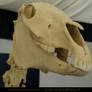 Horse Skeleton 5
