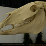 Horse Skeleton 4