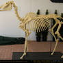 Horse Skeleton 3