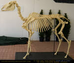 Horse Skeleton 3