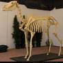 Horse Skeleton 2