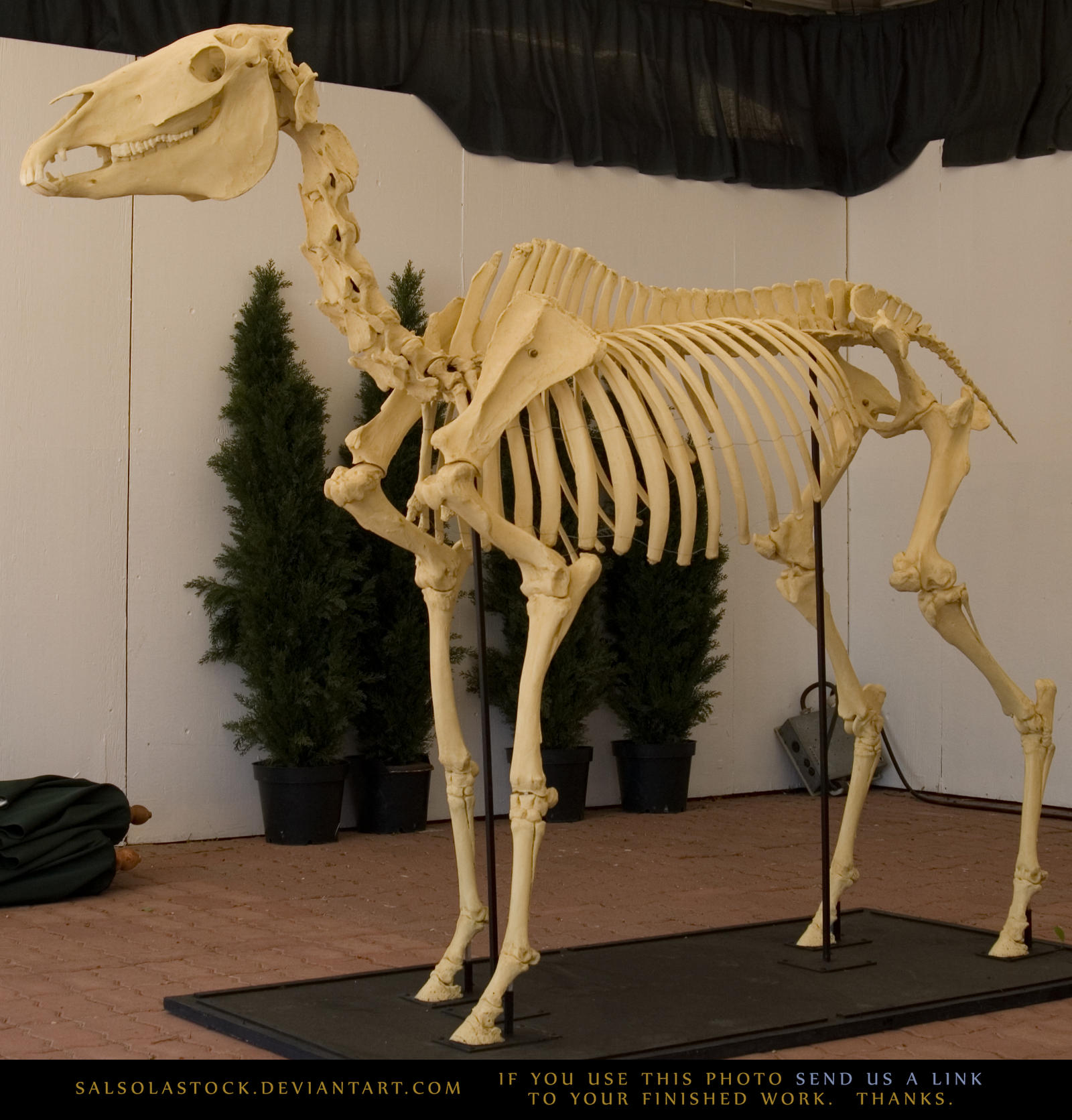 Horse Skeleton 2