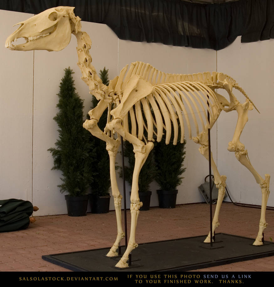 Horse Skeleton 2 by SalsolaStock