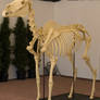 Horse Skeleton 1