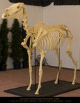 Horse Skeleton 1