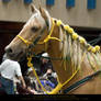 Palomino Parade HS 3