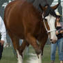 Clydesdale 2