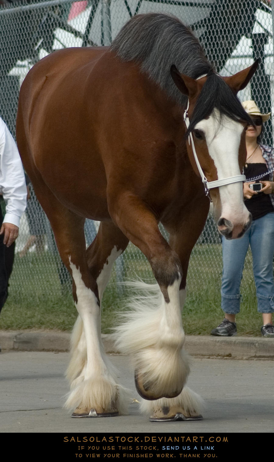 Clydesdale 2