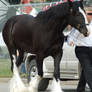 Clydesdale 4