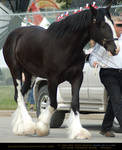 Clydesdale 4