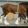 Clydesdale 5