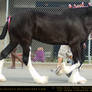 Clydesdale 7