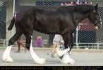 Clydesdale 7
