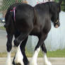 Clydesdale 8