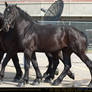 Percherons 2