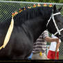 Percheron Stallion 2