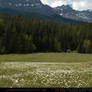 Mountain Meadow 4