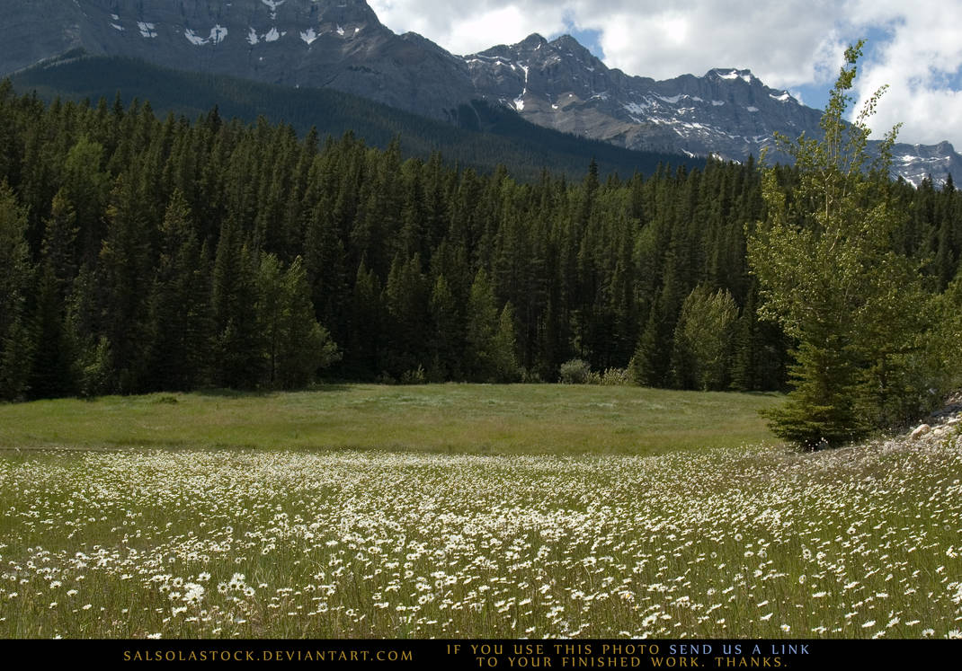 Mountain Meadow 4