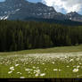 Mountain Meadow 2