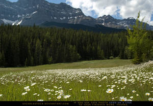 Mountain Meadow 2