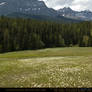 Mountain Meadow 1
