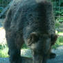 Grizzly Bear 2