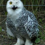 Snowy Owl 1